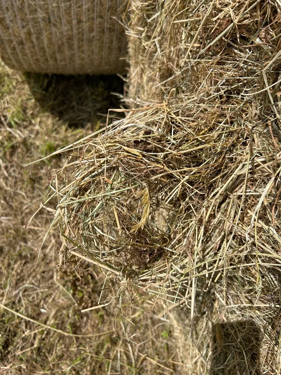 Organic Hay round and square bales - Image 3