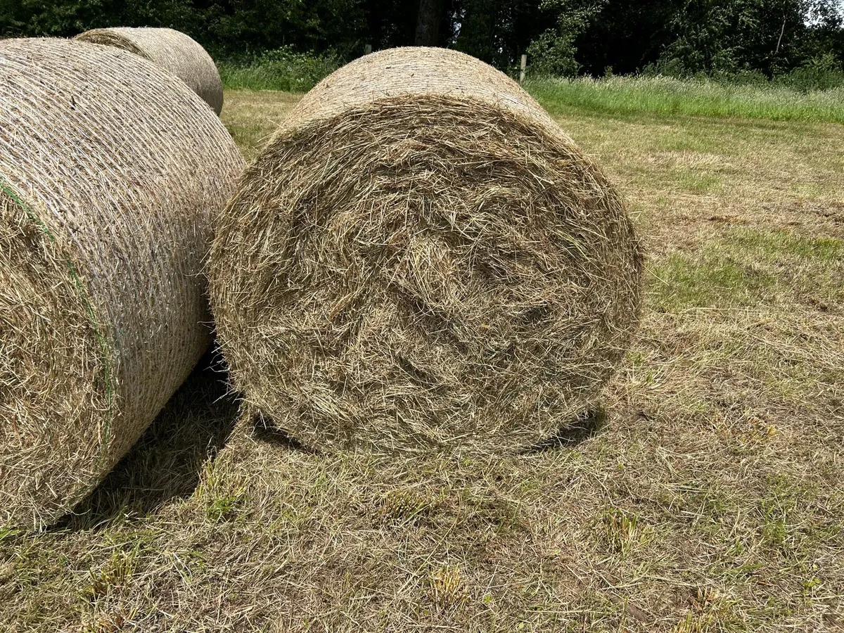 Organic Hay round and square bales - Image 4
