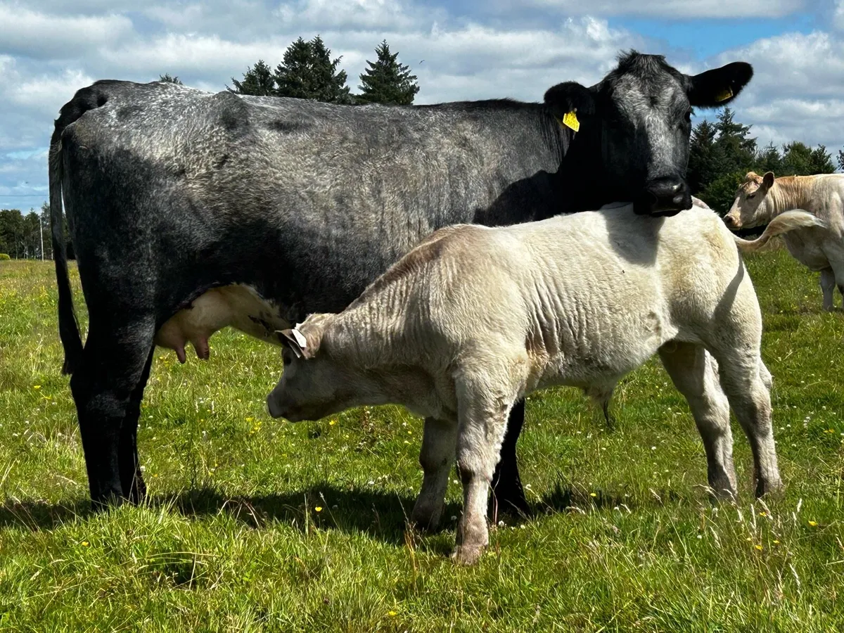 Belgium Blue Cow & Charolais Bull Calf - Image 2