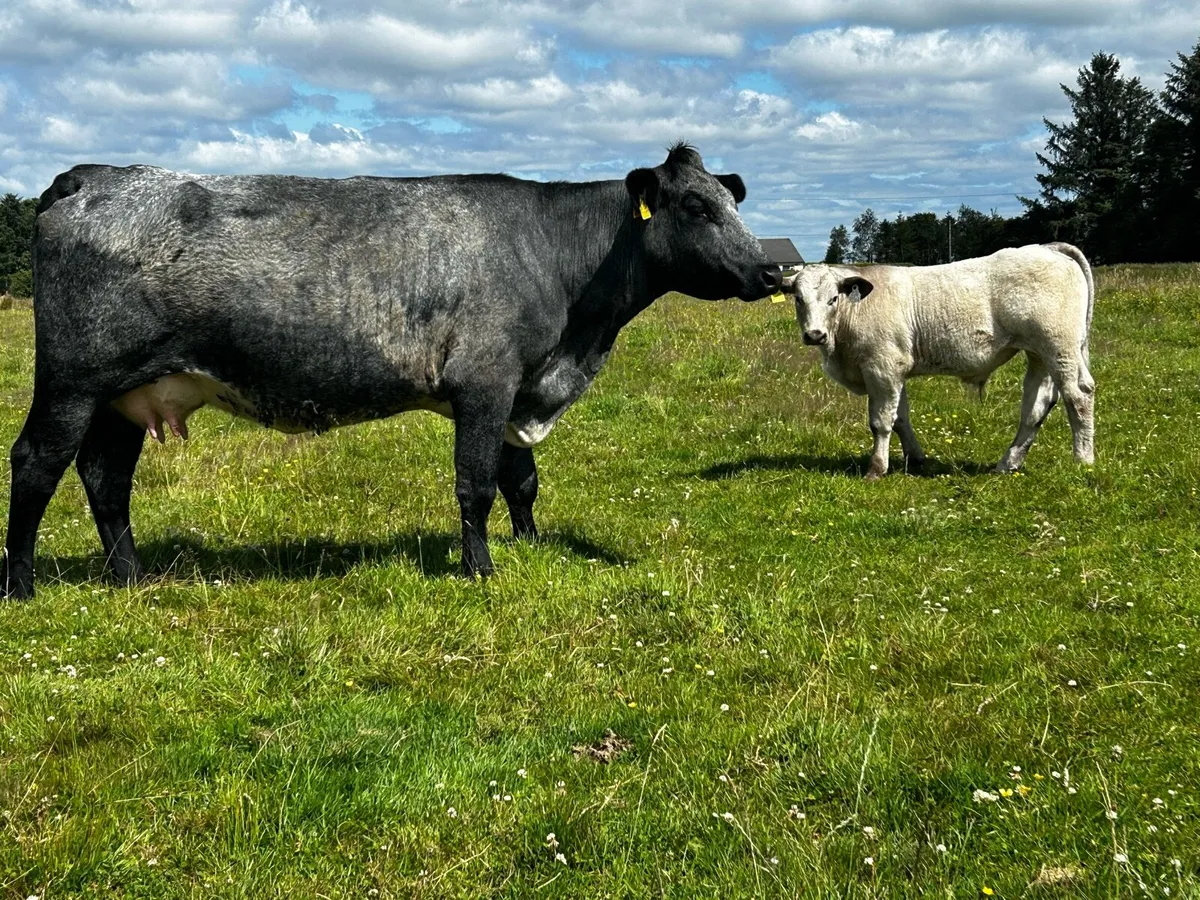 Belgium Blue Cow & Charolais Bull Calf - Image 1