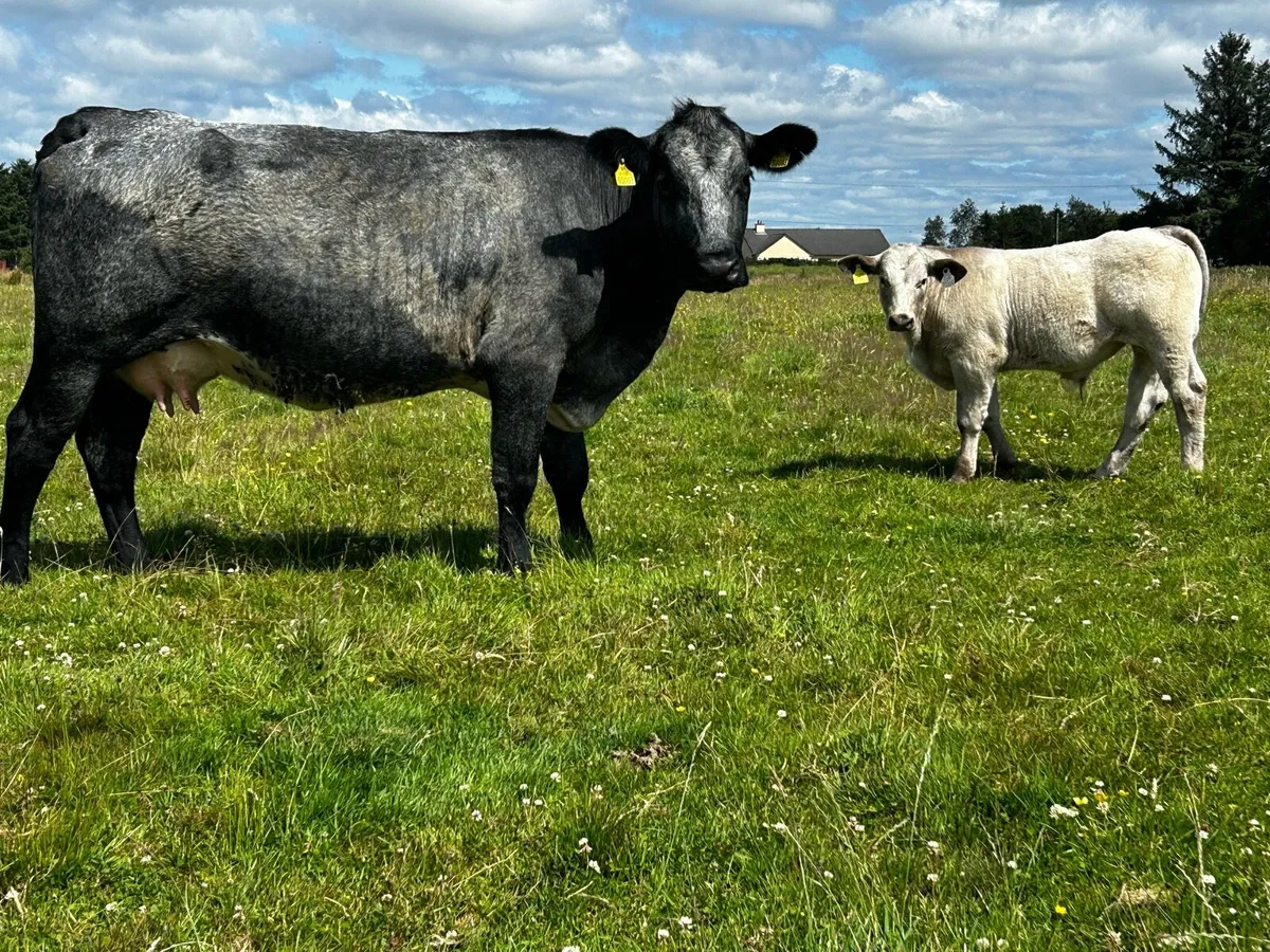 Belgium Blue Cow & Charolais Bull Calf - Image 4
