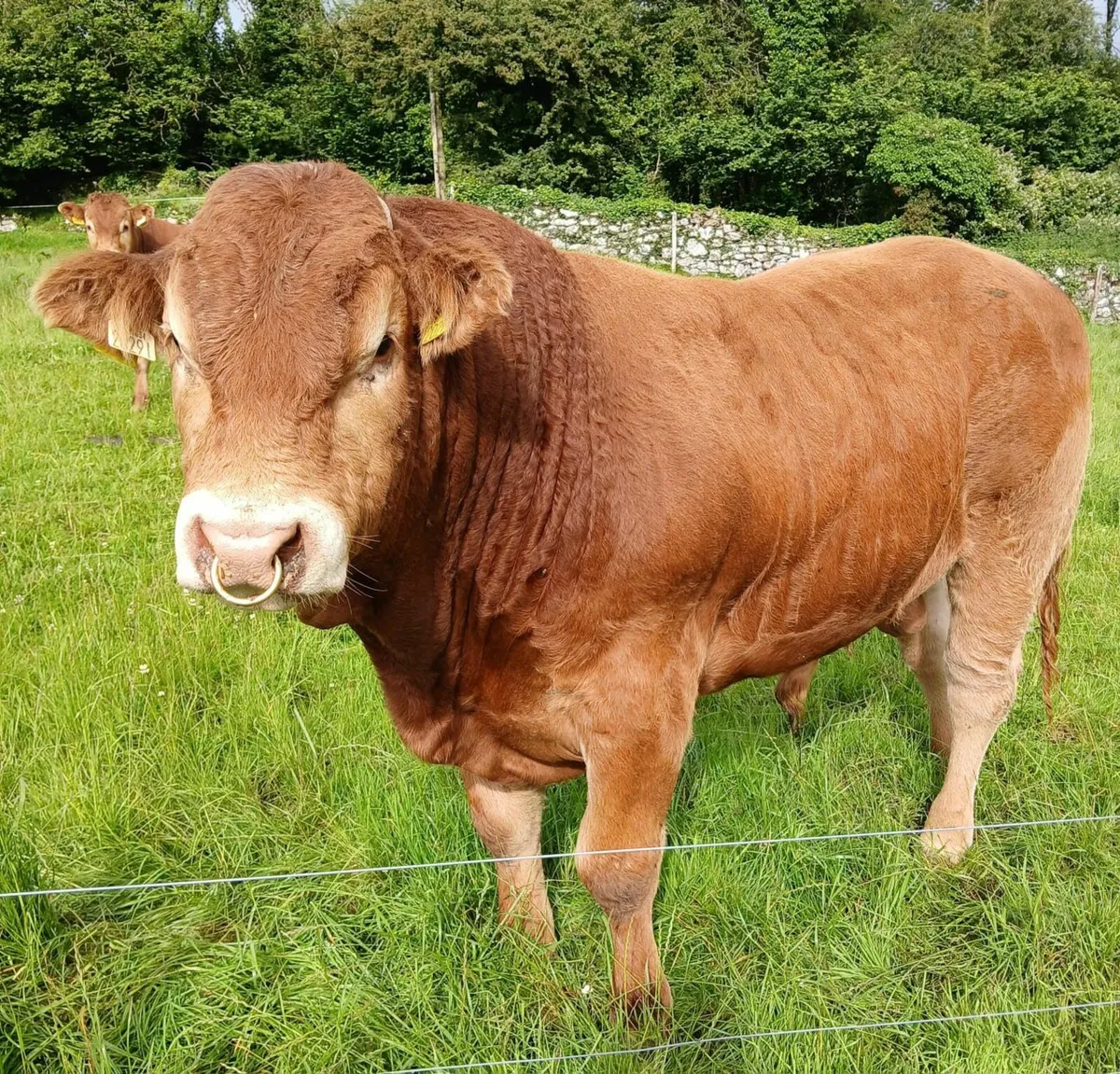 Bull for sale - Callura Limousins - Image 2