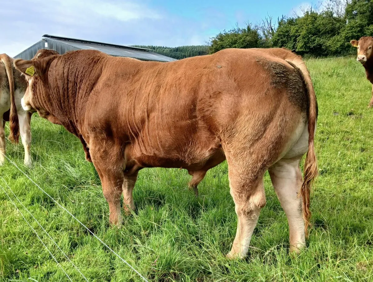 Bull for sale - Callura Limousins - Image 3