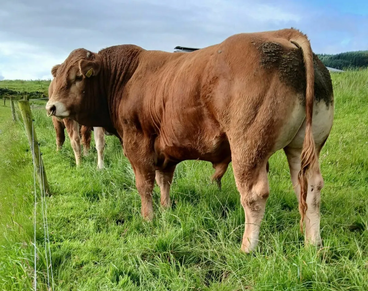 Bull for sale - Callura Limousins - Image 4