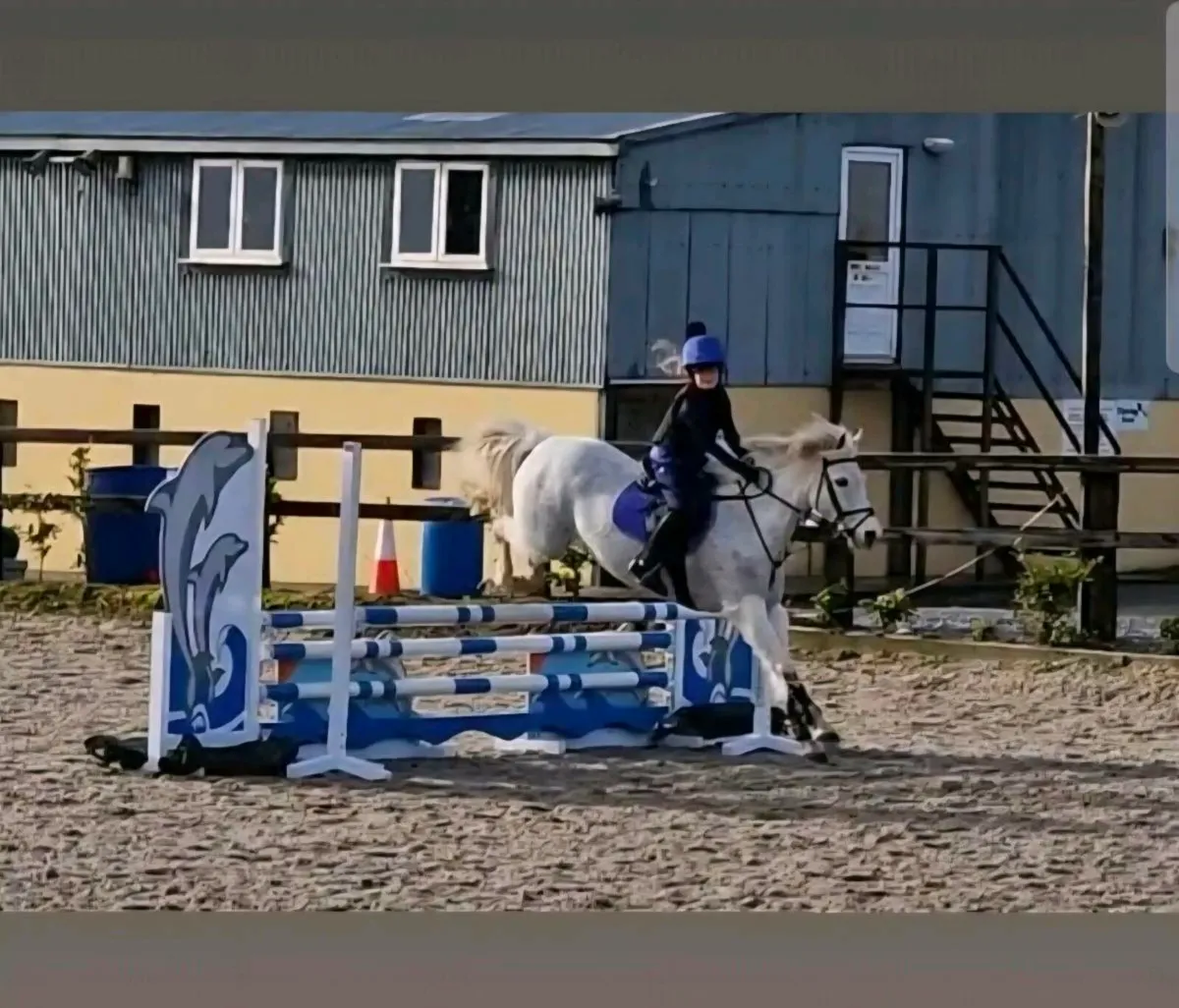 128 Gelding - Image 2