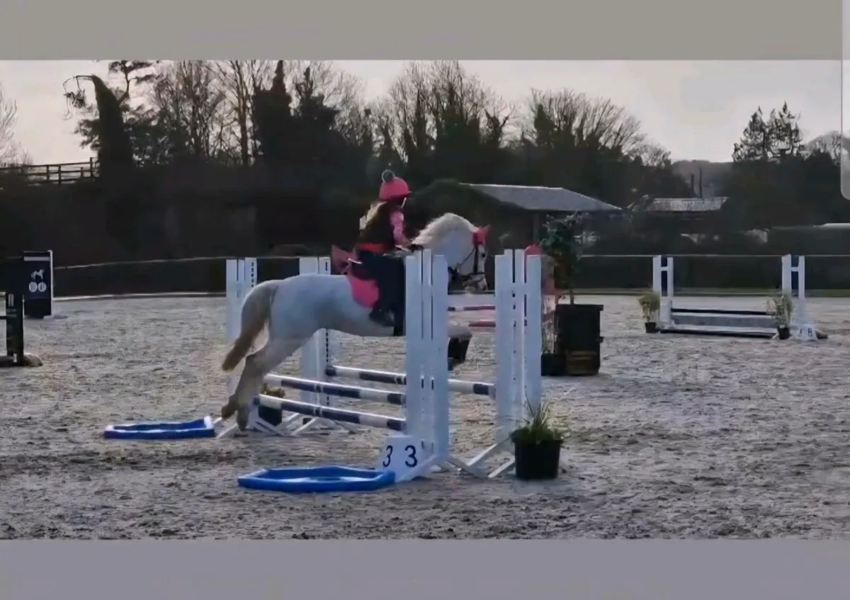 128 Gelding - Image 3