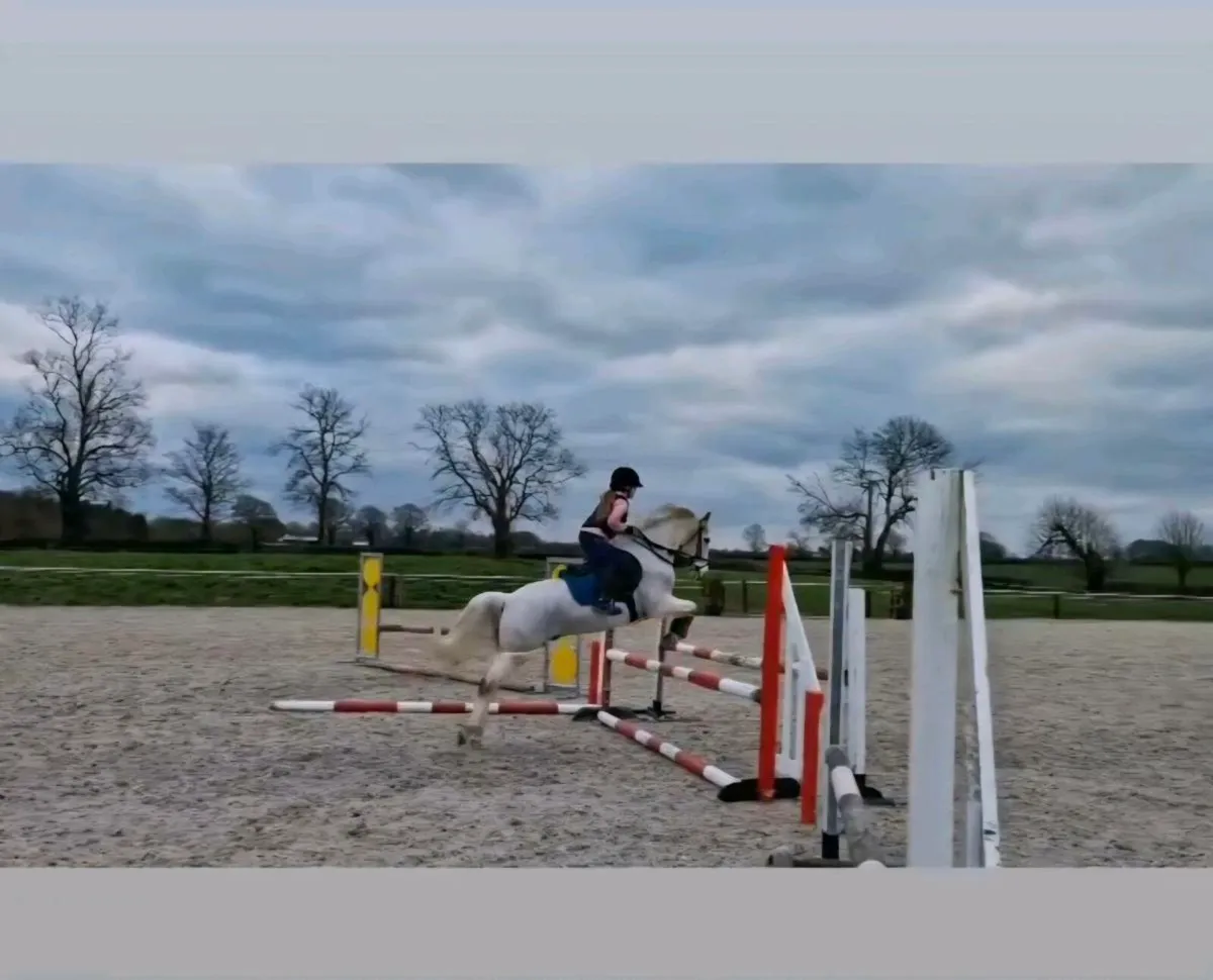 128 Gelding - Image 4