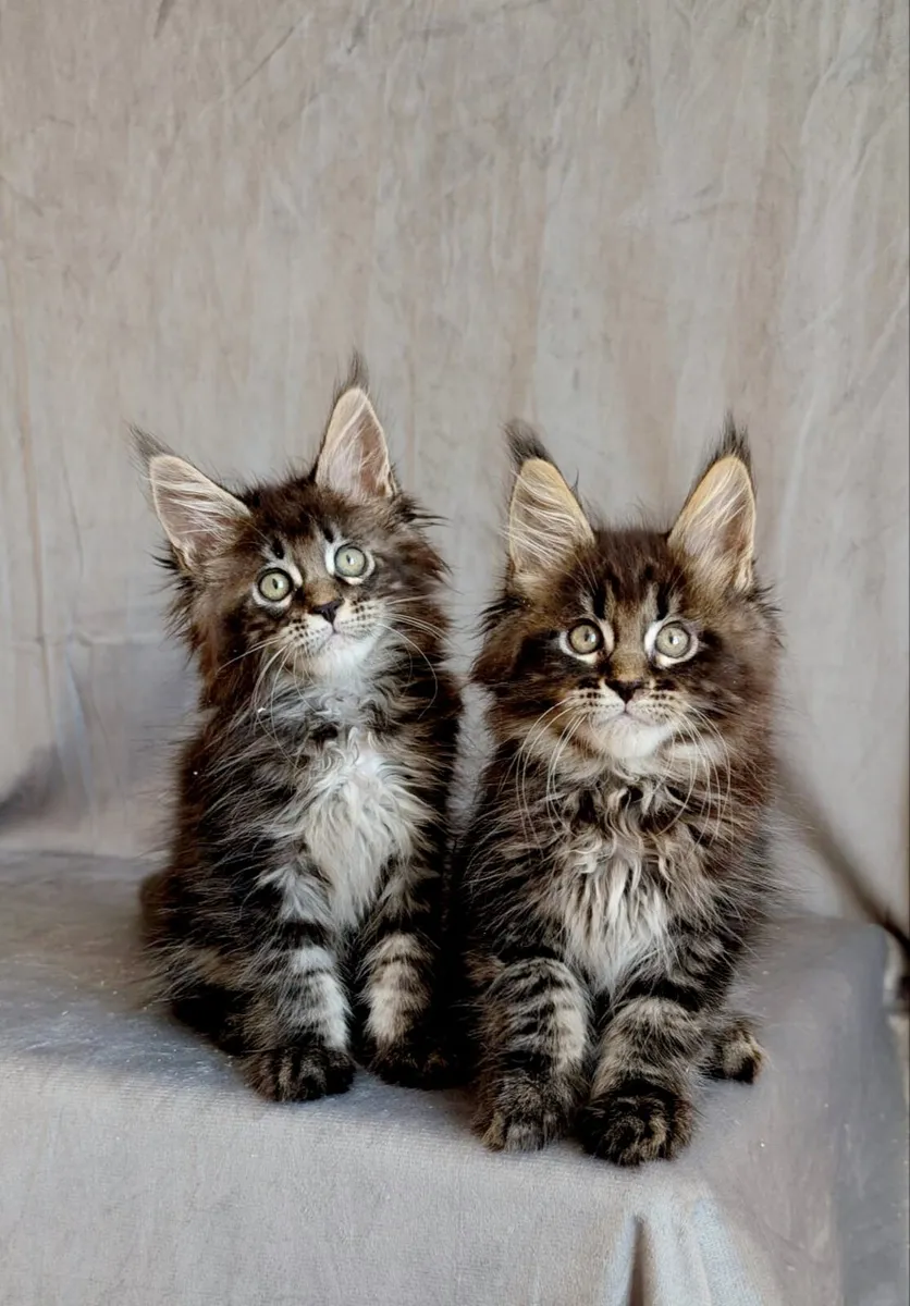 Maine coon - Image 1