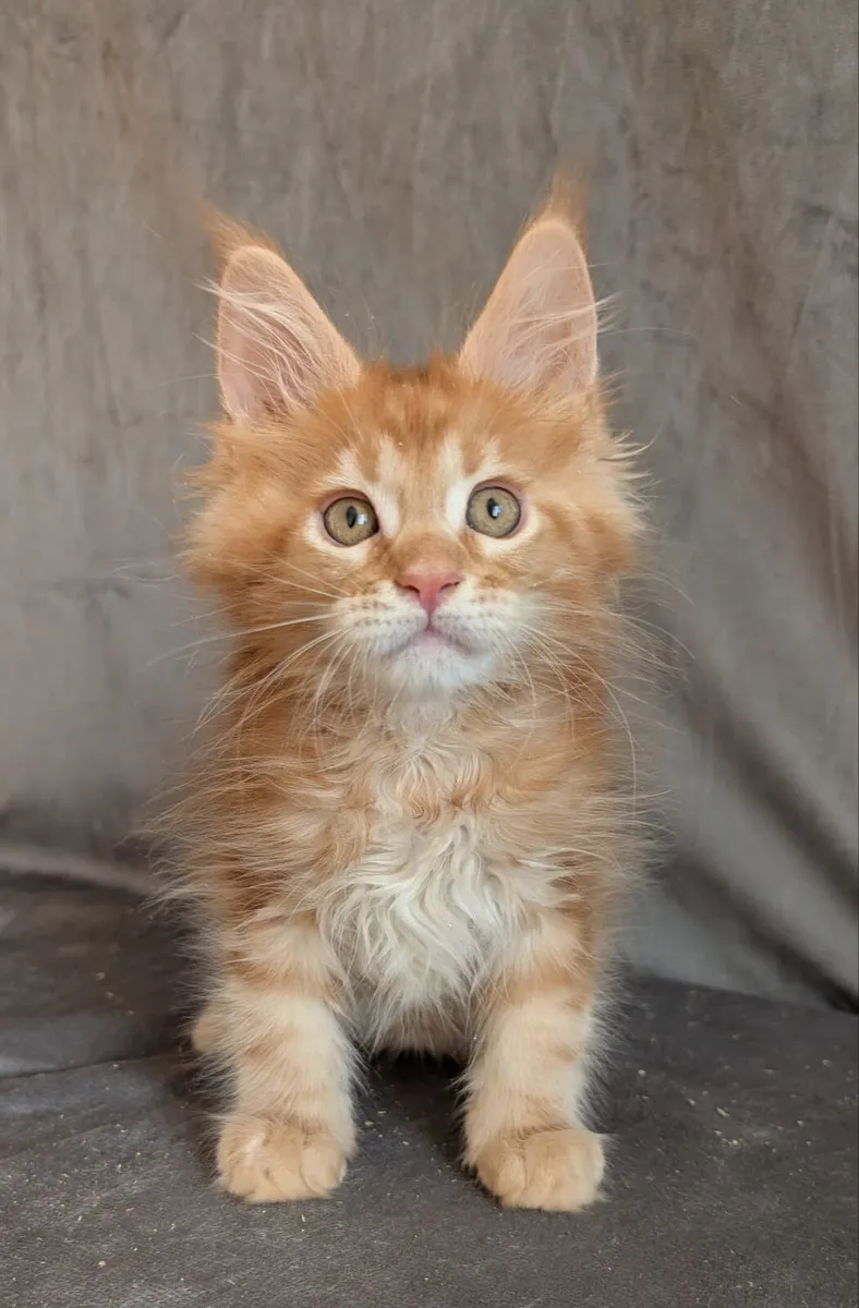 Maine coon - Image 2