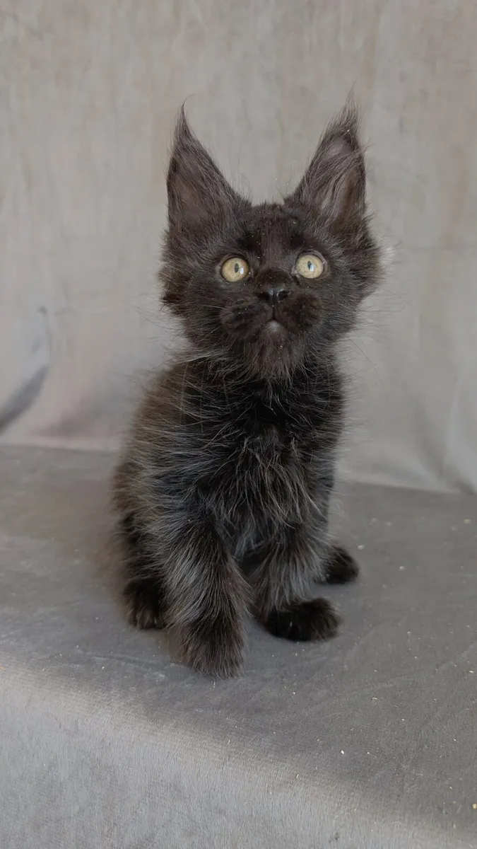 Maine coon - Image 3