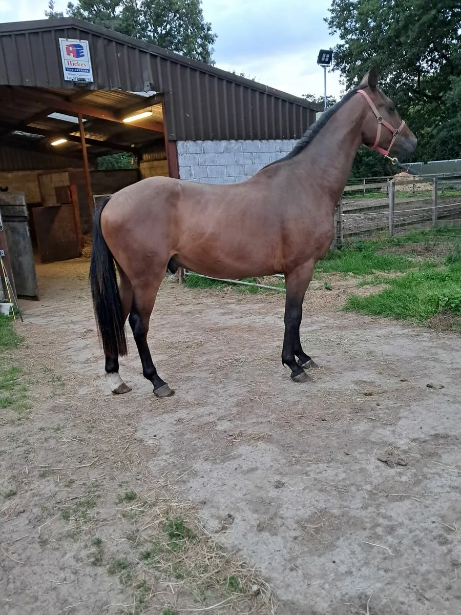 Horse - Image 2