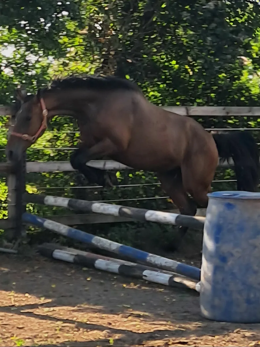 Horse - Image 3