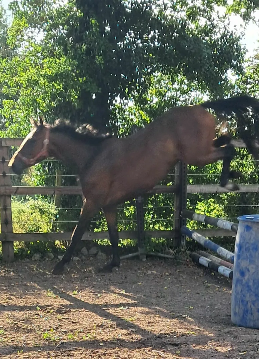 Horse - Image 4