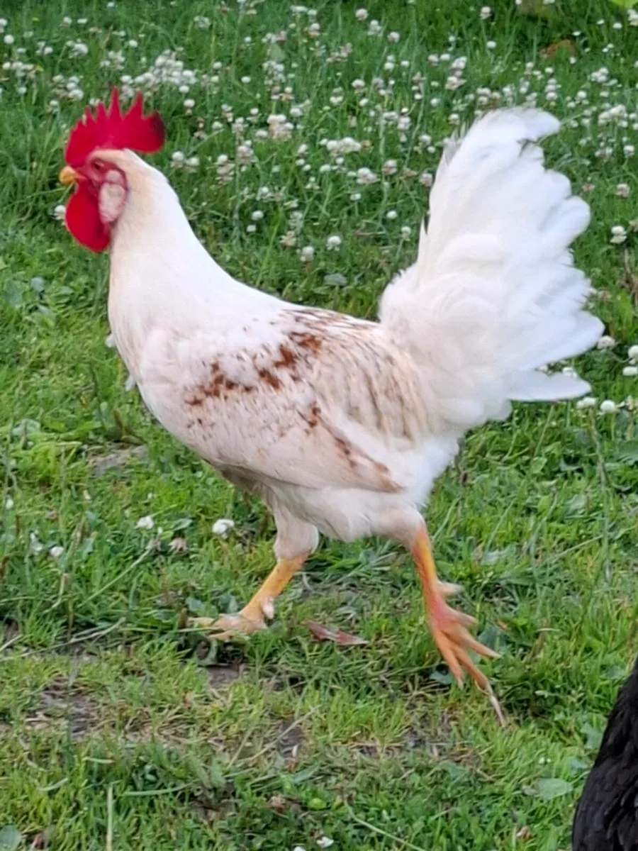 Rooster - Image 1