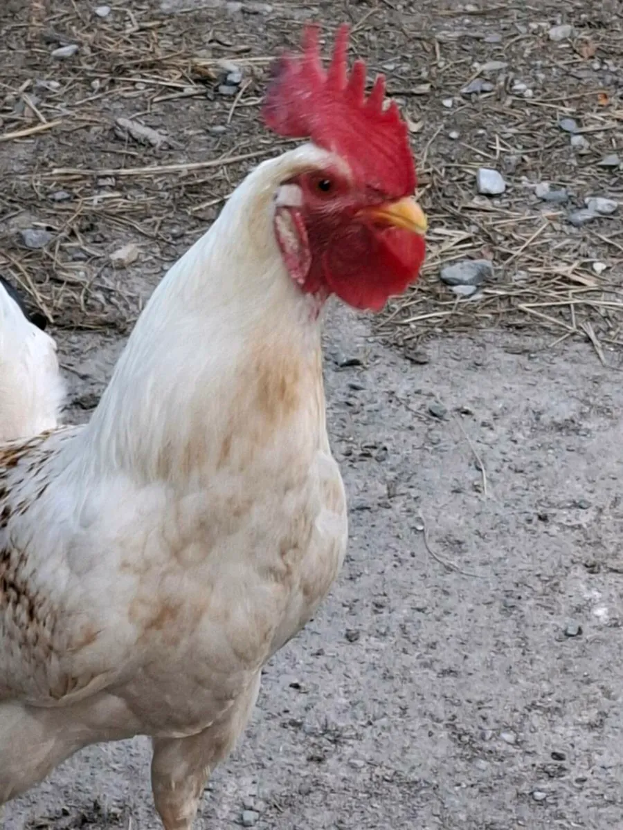 Rooster - Image 2