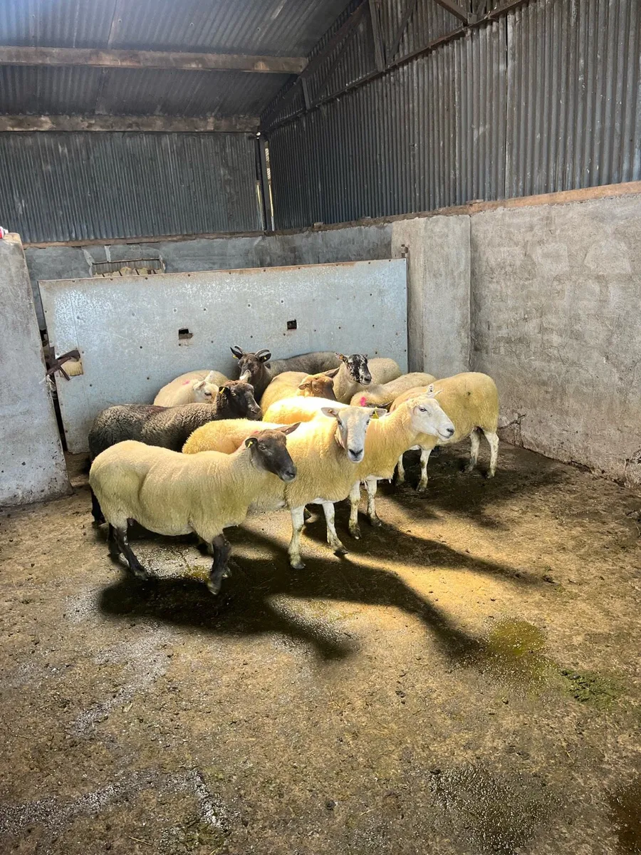 💥10 breeding ewes 💥 - Image 1