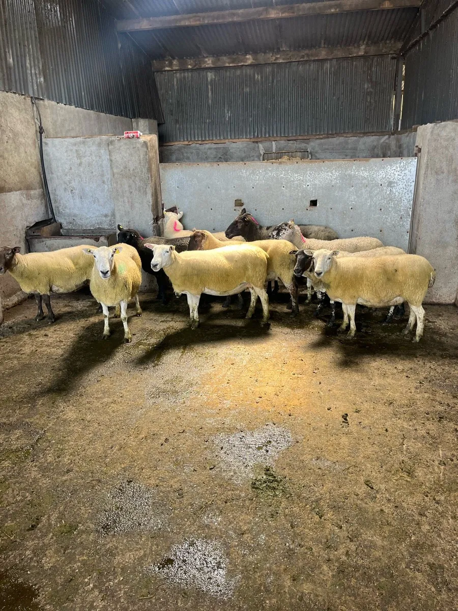 💥10 breeding ewes 💥 - Image 2