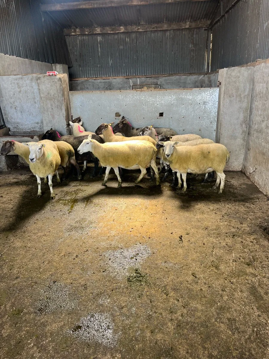 💥10 breeding ewes 💥 - Image 3
