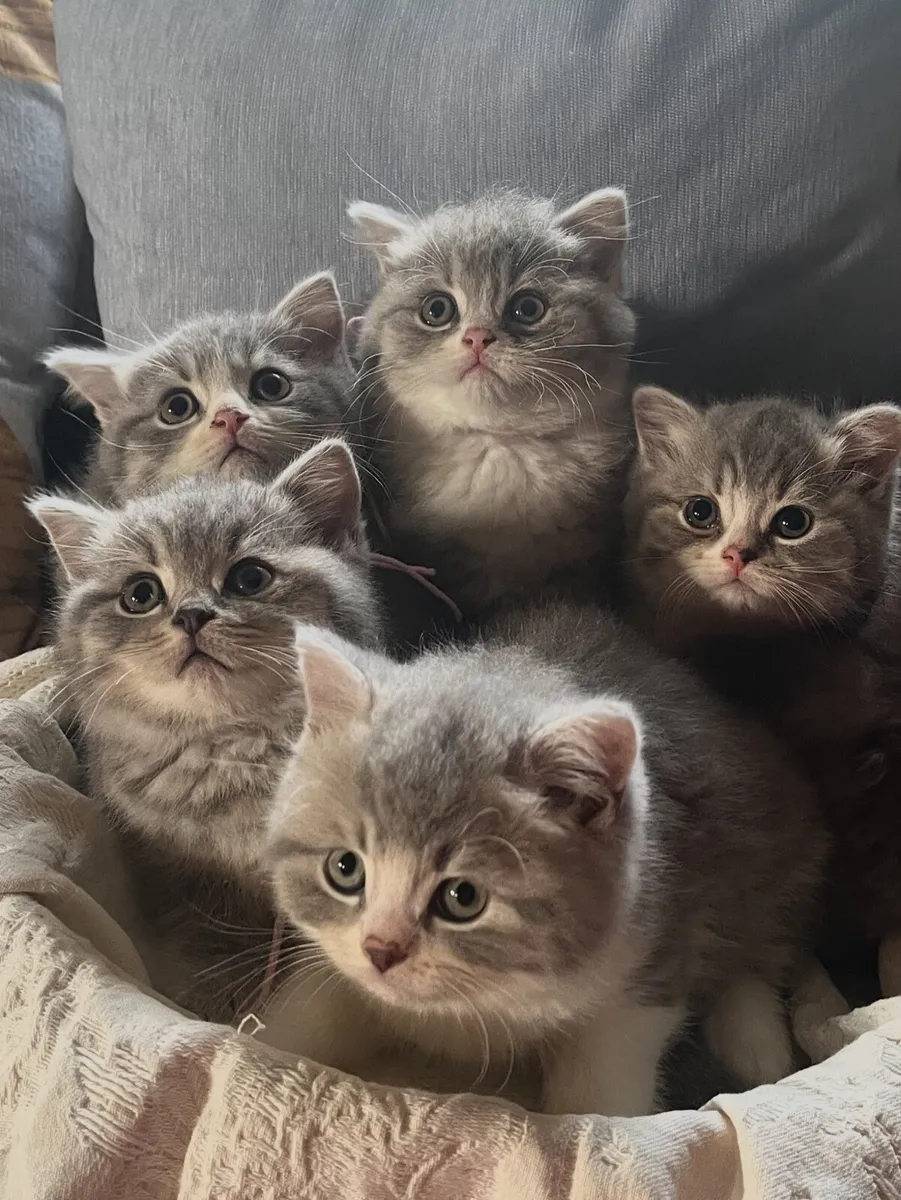 British Shorthair Kittens - Image 2