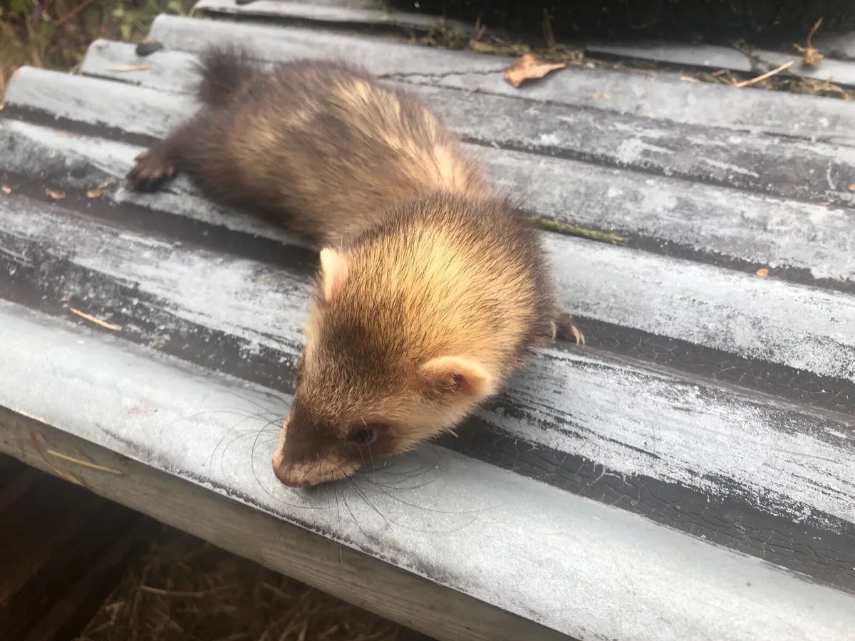 Ferrets two and a half months old - Image 1