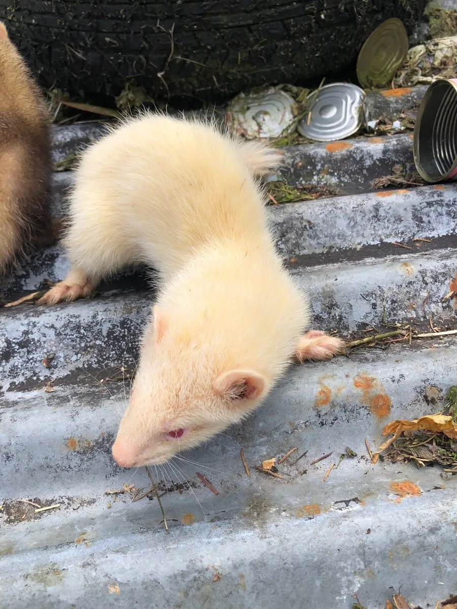 Ferrets two and a half months old - Image 2