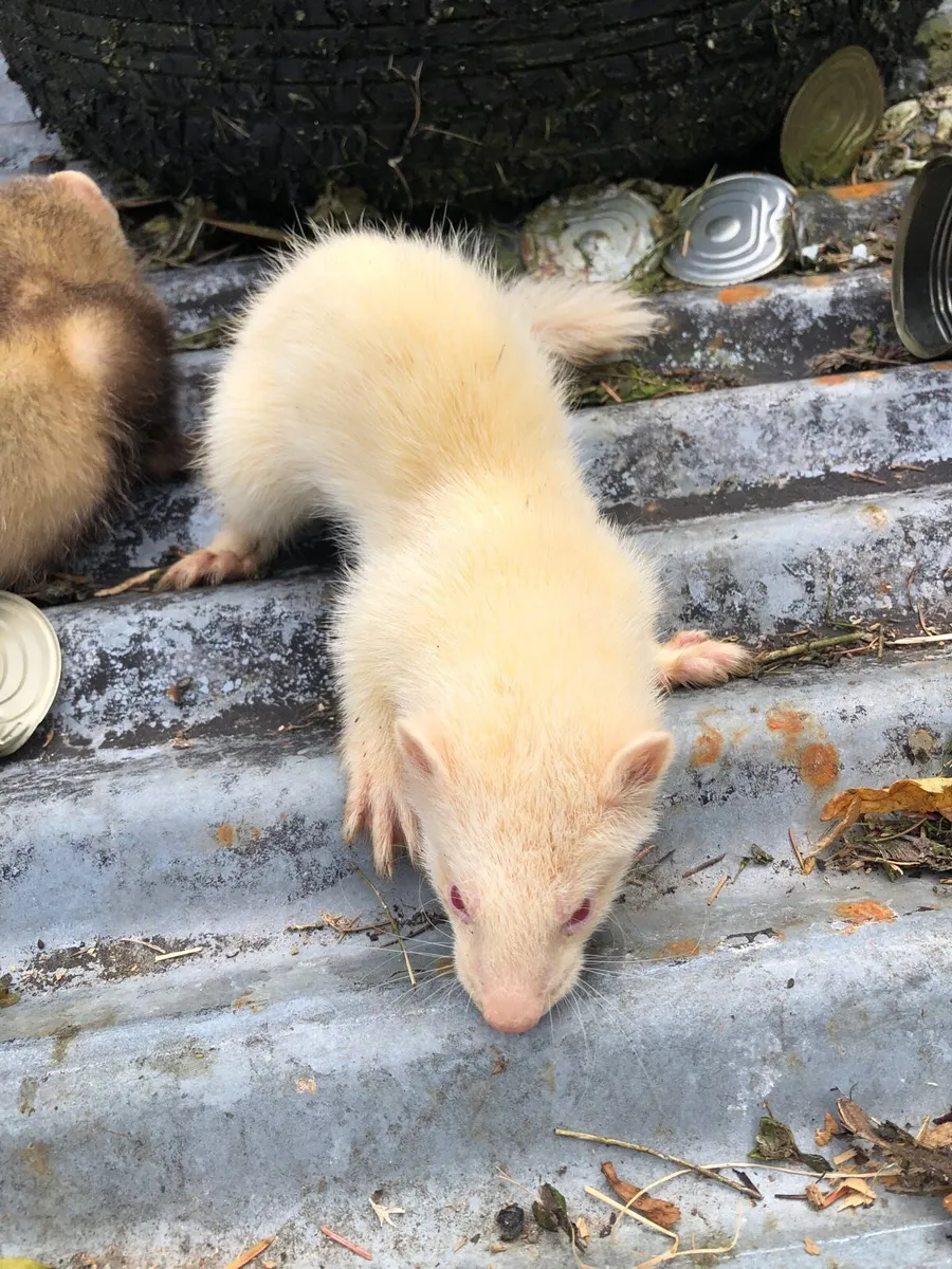 Ferrets two and a half months old - Image 3