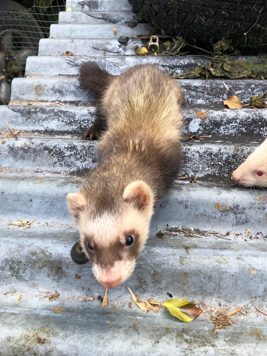 Ferrets two and a half months old - Image 4