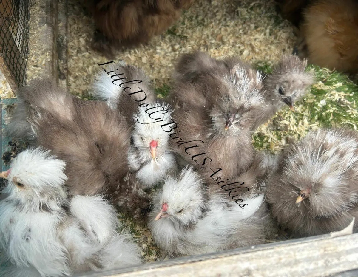 USA silkies - Image 1