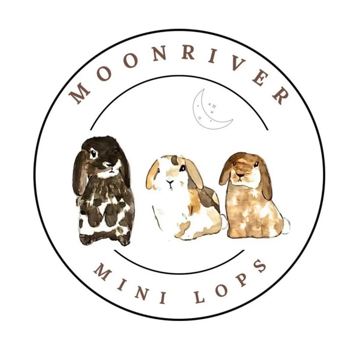 Mini Lop Bunnies - MoonriverMiniLops - Image 1