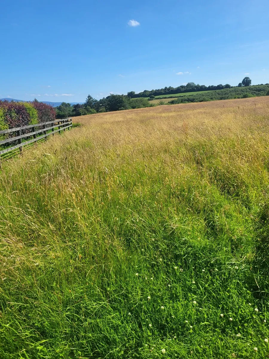Meadow