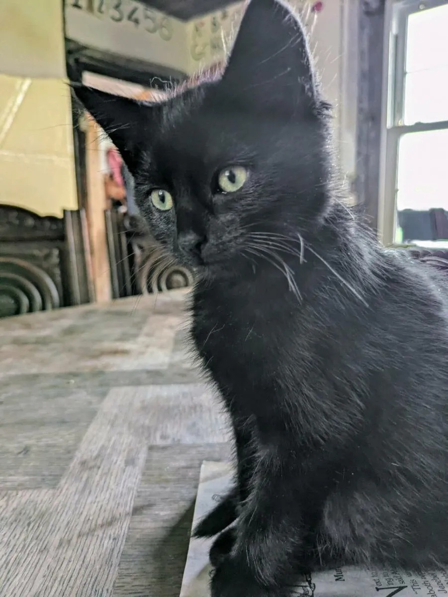 Kitten - Image 4