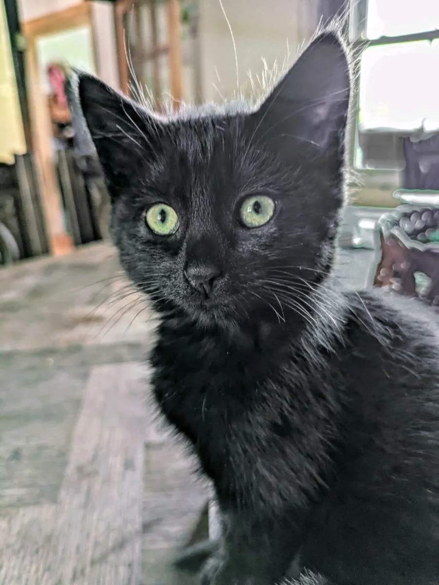Kittens - Image 2