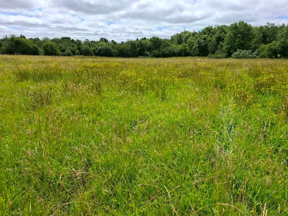 Meadow - Image 1