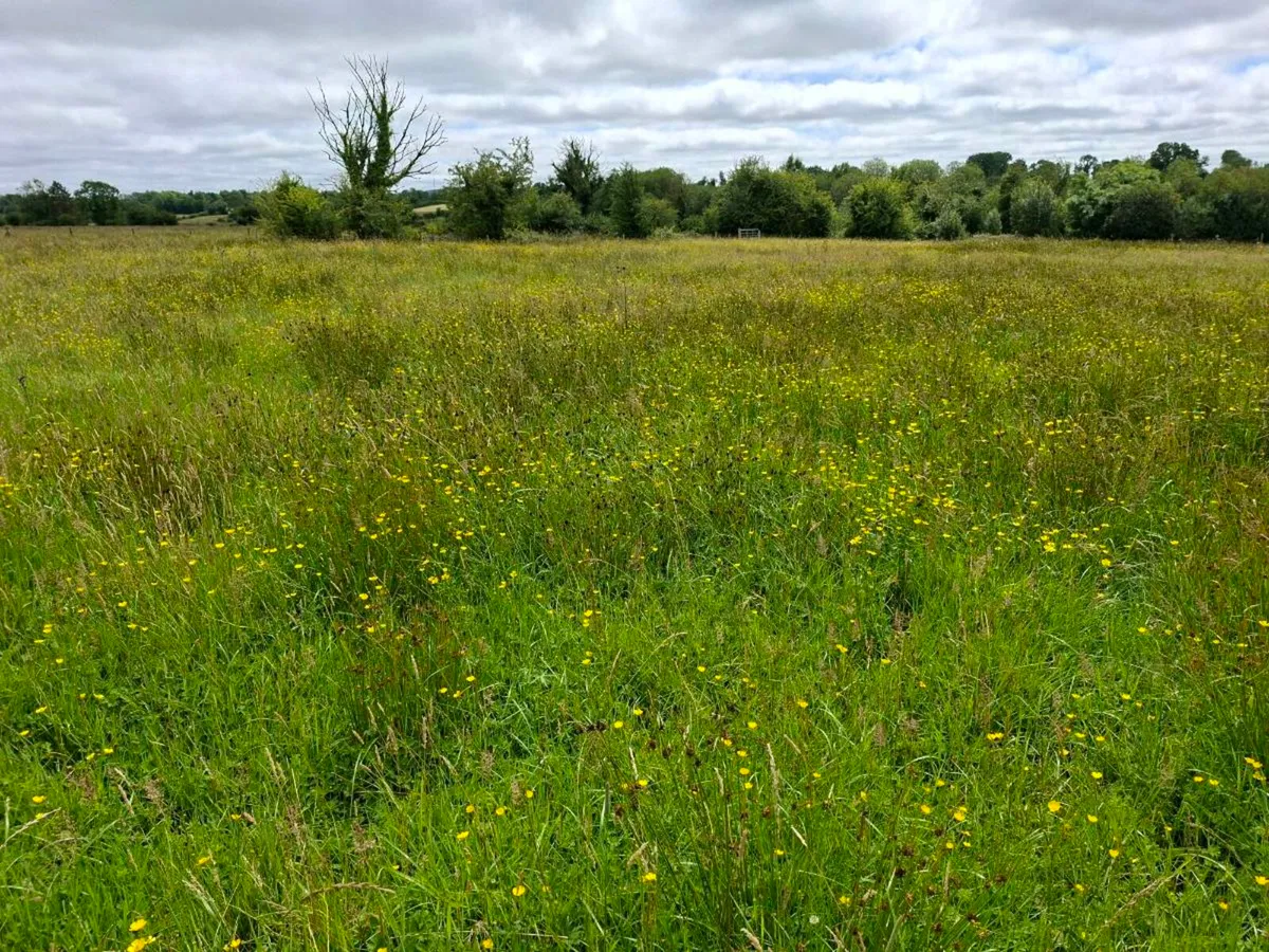 Meadow - Image 2