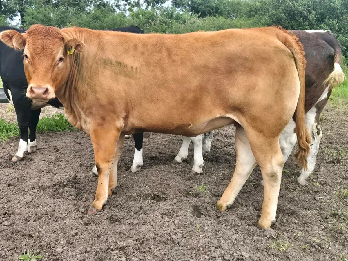 Breeding heifers - Image 1