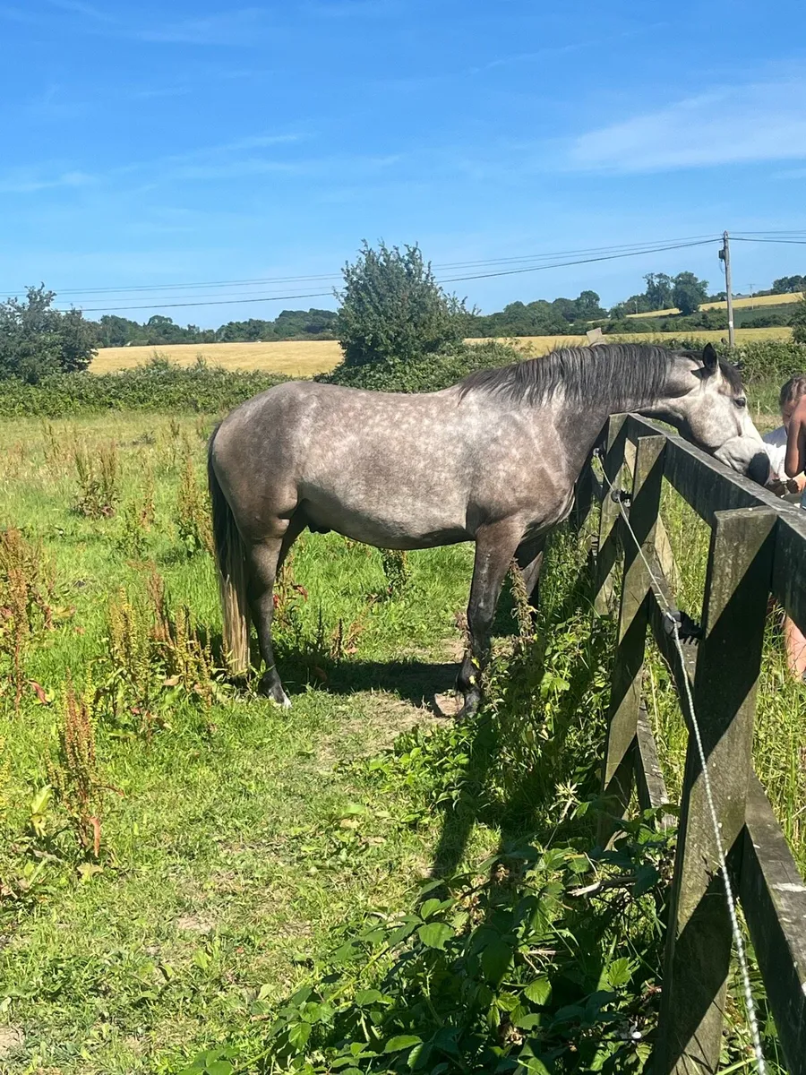 Connemara Gelding - Image 1