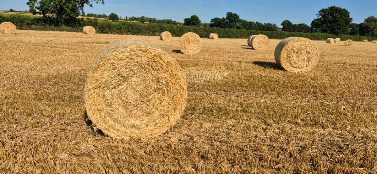 4x4 Barley Straw