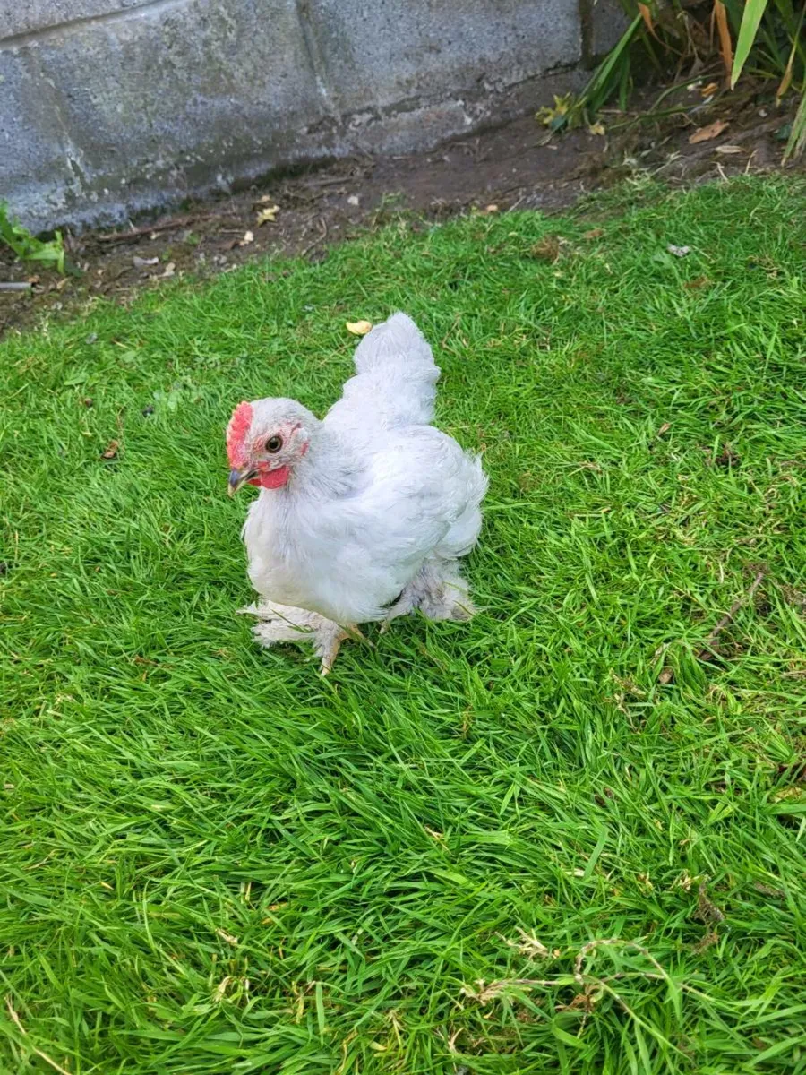 Pekins - Image 2
