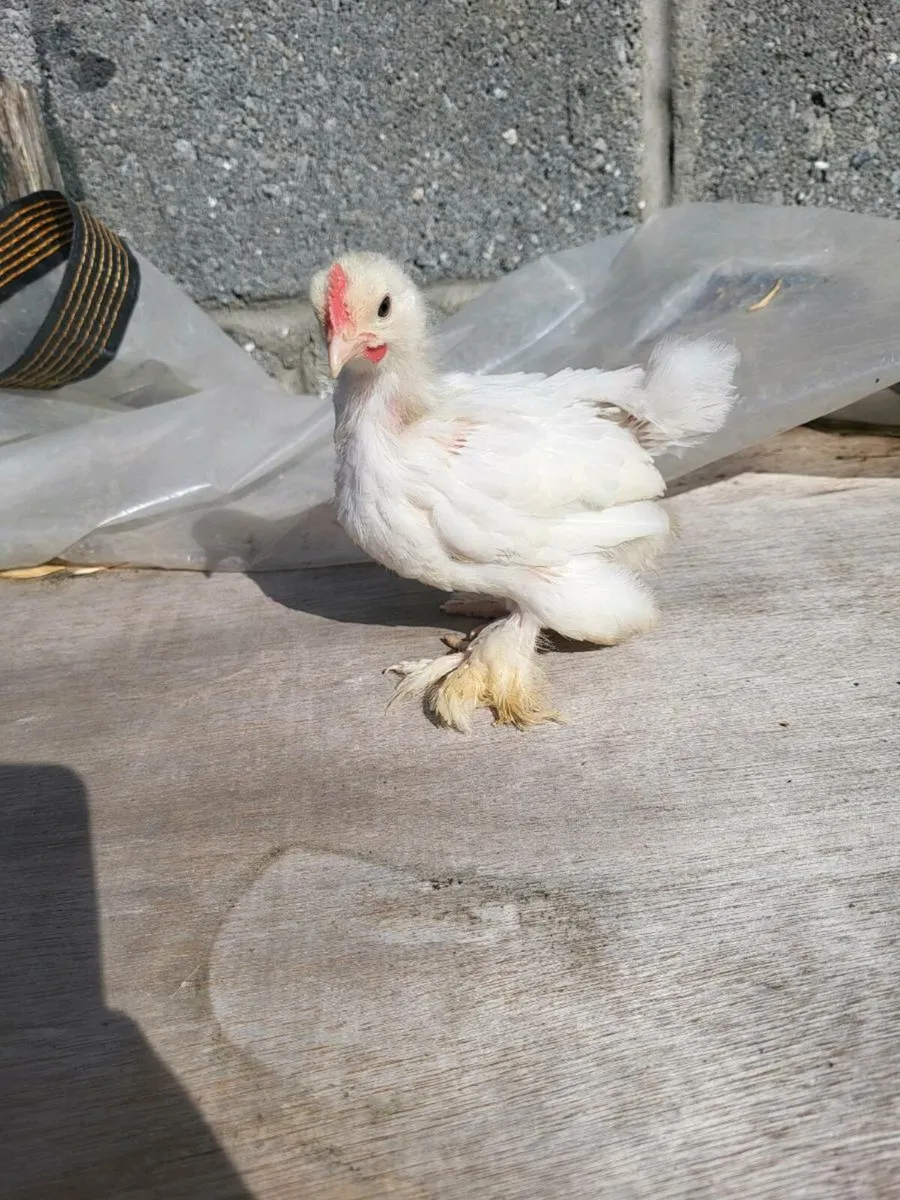 Pekins - Image 3