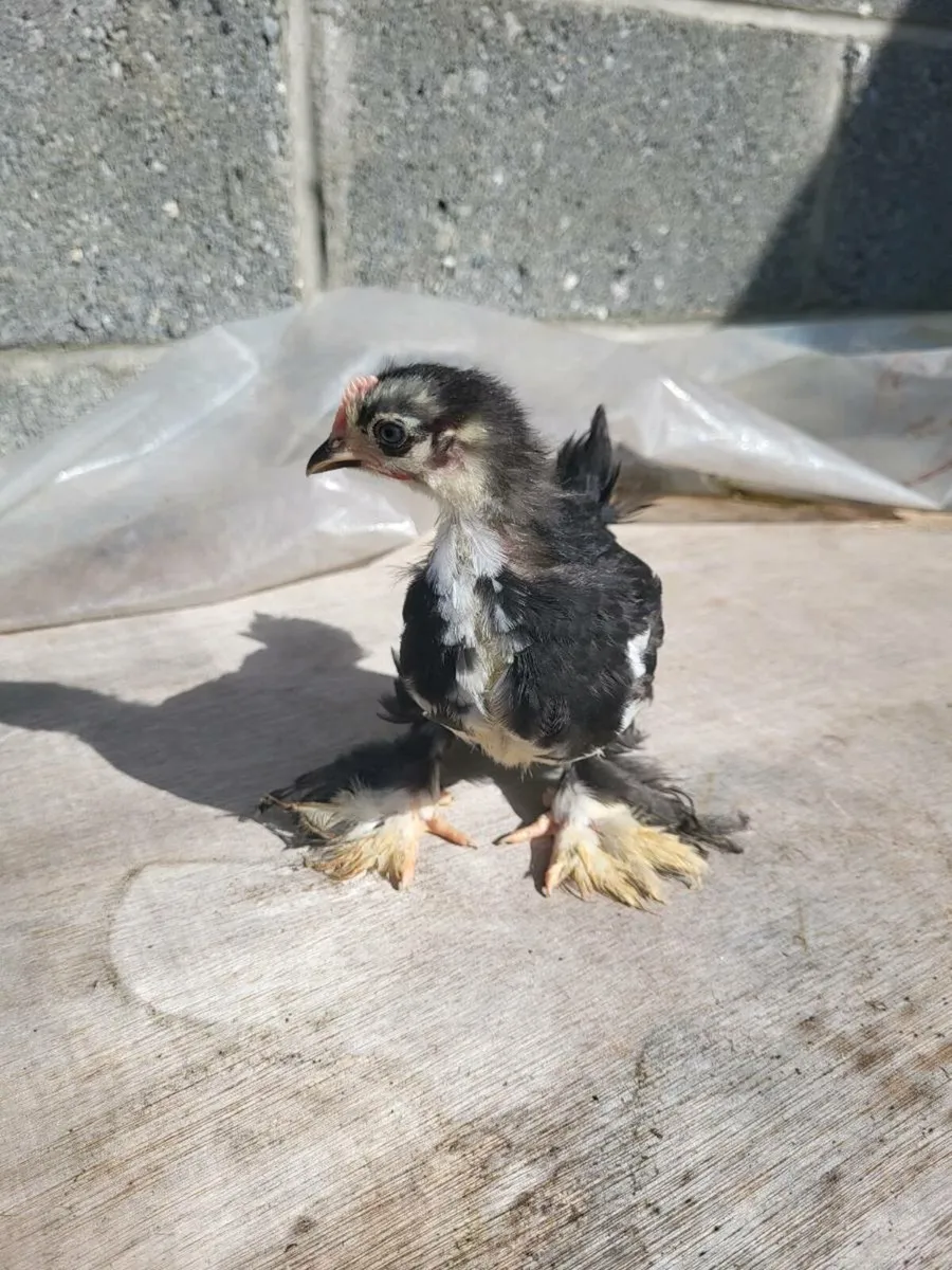Pekins - Image 4