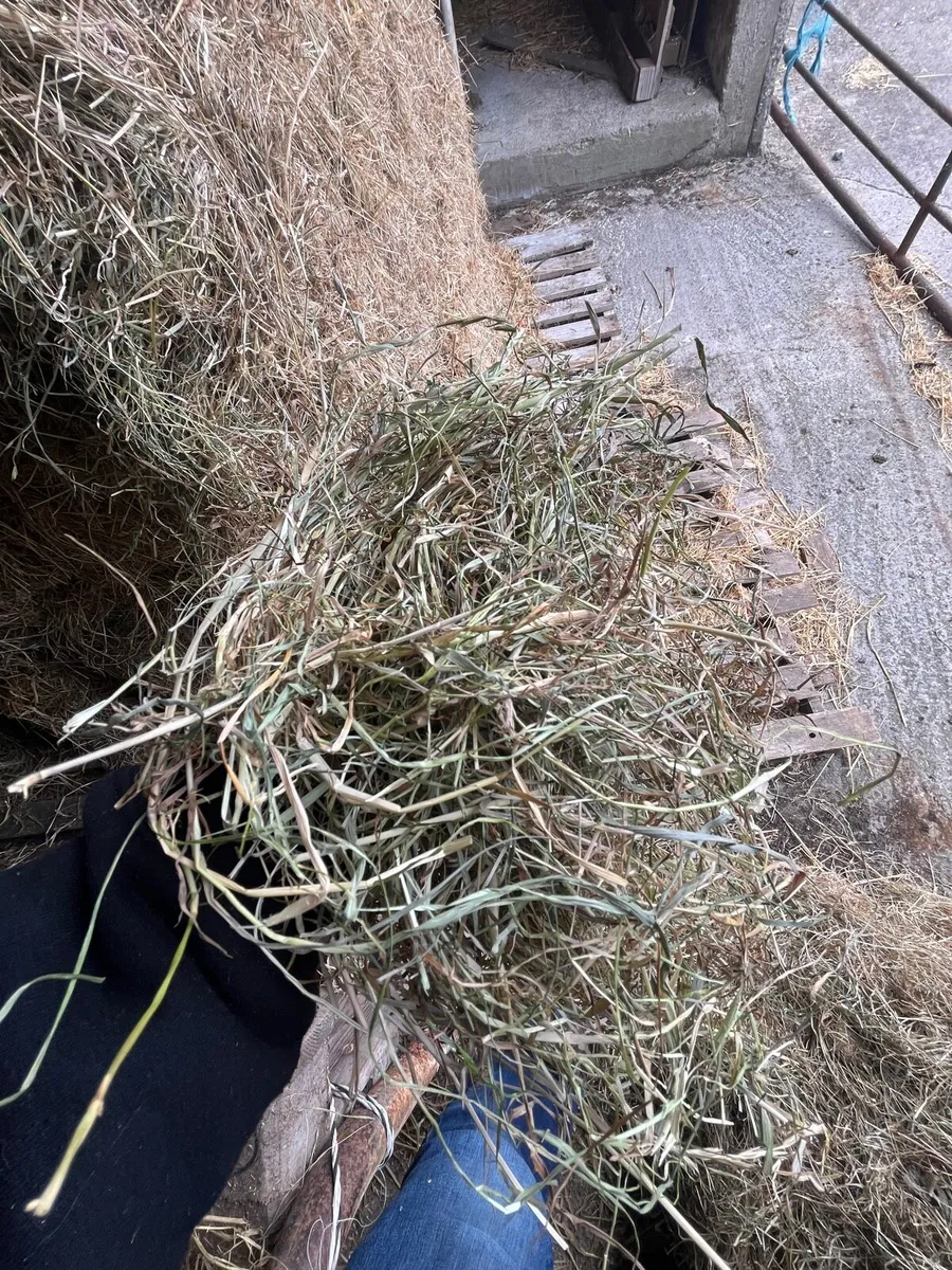 2025 hay