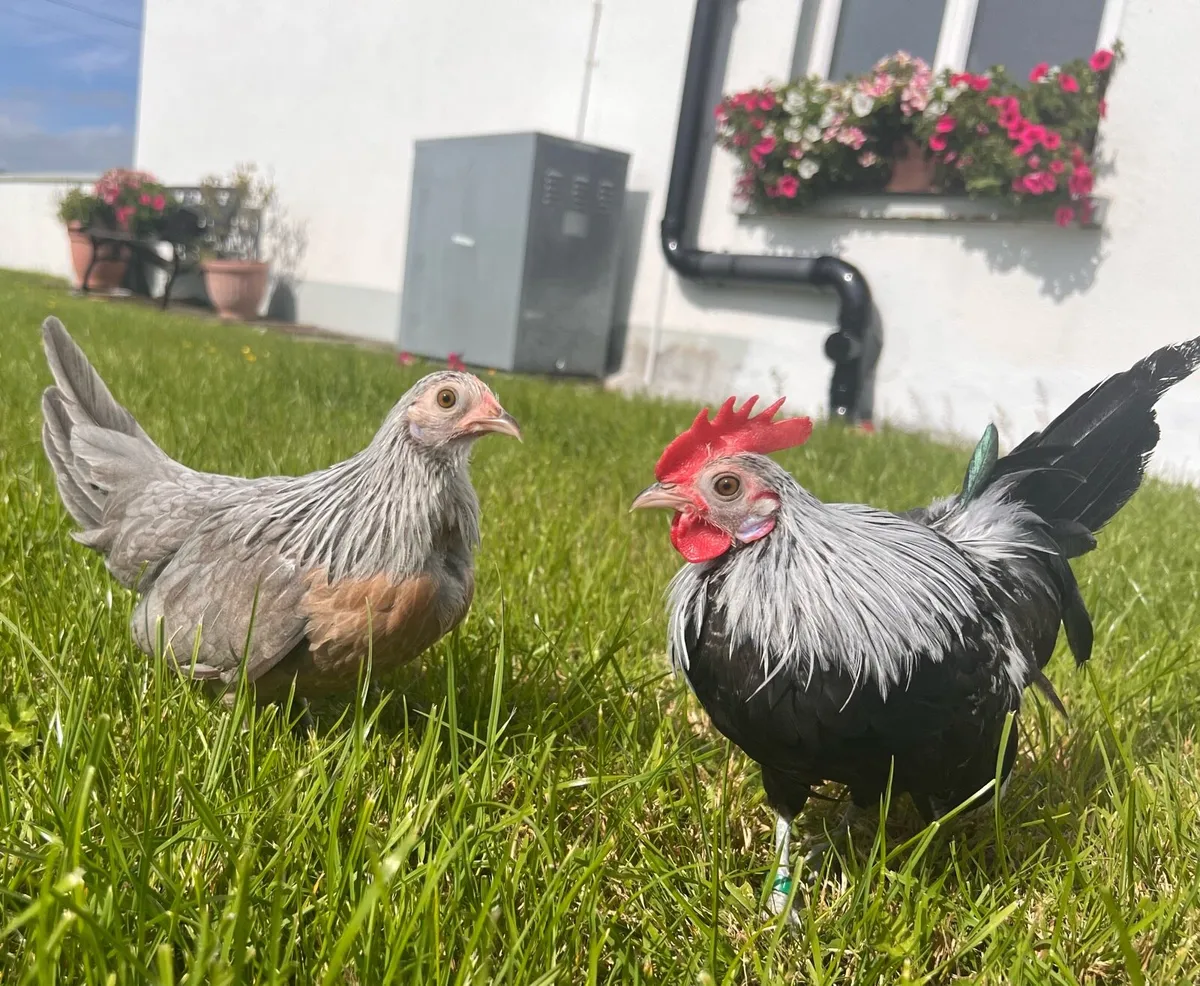 Poultry - Image 1