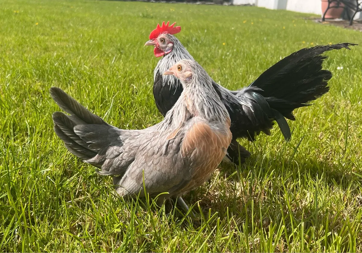 Poultry - Image 2