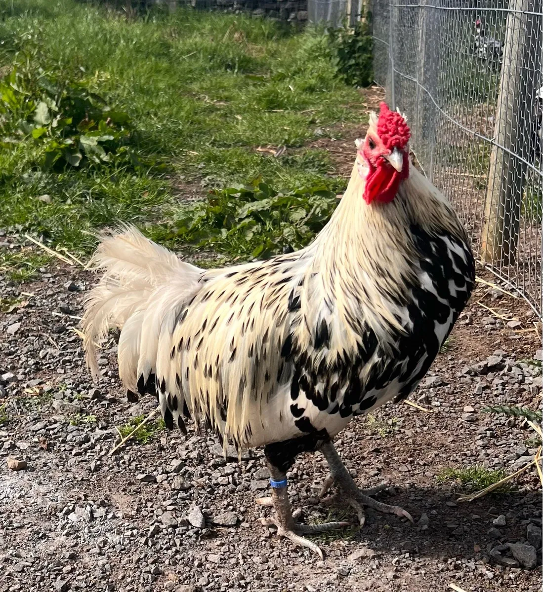 Poultry - Image 3