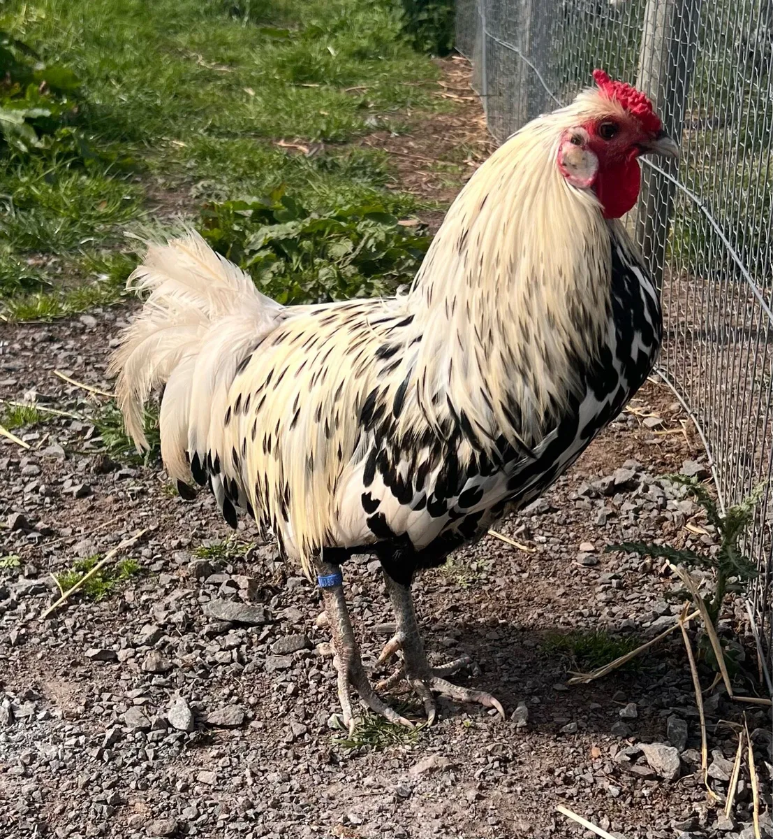 Poultry - Image 4