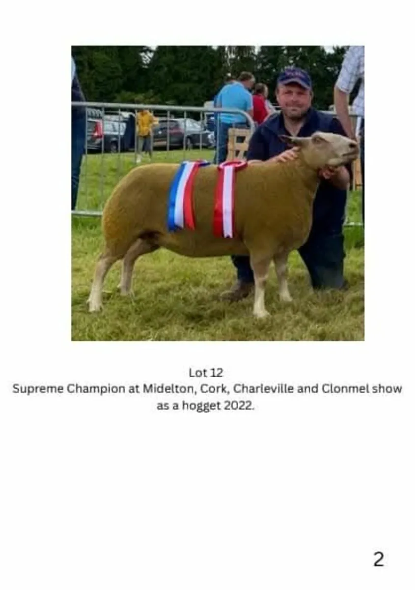 Tullow mart this Friday night 11th July 7pm - Image 2