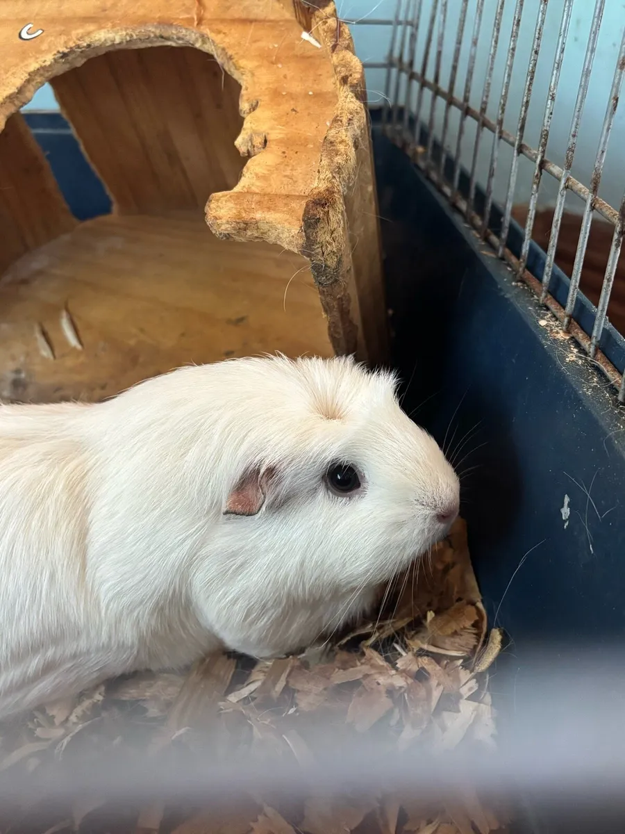 Beautiful White Guinea Pig & Hutch - Image 1
