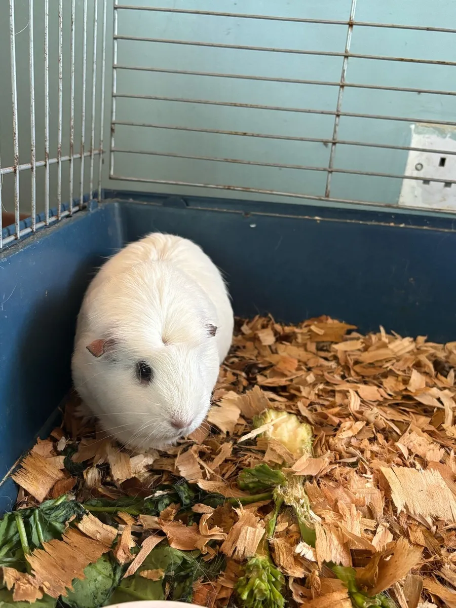 Beautiful White Guinea Pig & Hutch - Image 2