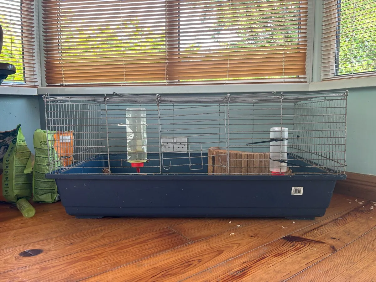 Beautiful White Guinea Pig & Hutch - Image 3