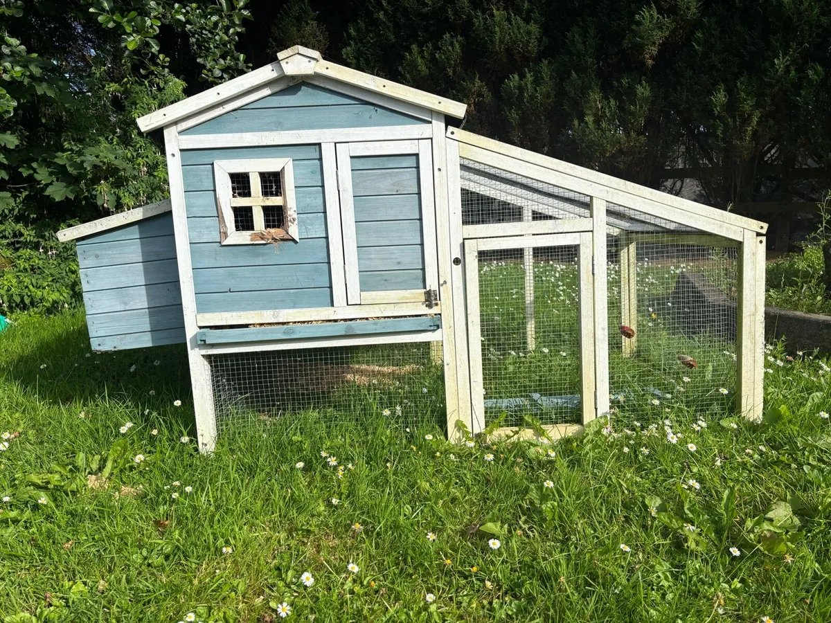Beautiful White Guinea Pig & Hutch - Image 4